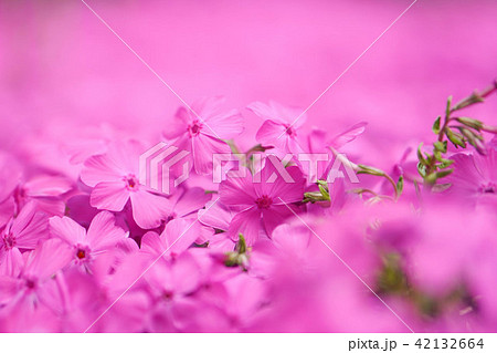 芝桜 芝桜 42132664