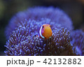 カクレクマノミとイソギンチャク 42132882