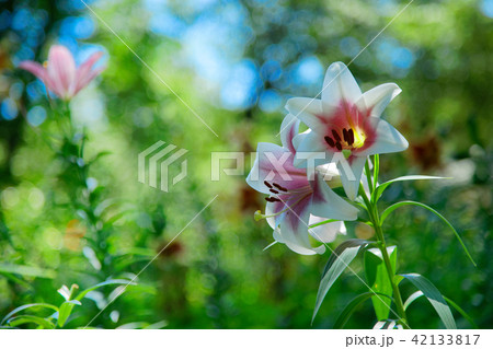 ところざわのゆり園 淡いピンク色のユリの花 ところざわのゆり園 淡いピンク色のユリの花 42133817