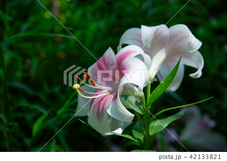 ところざわのゆり園 淡いピンク色のユリの花 ところざわのゆり園 淡いピンク色のユリの花 42133821
