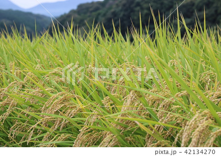 まもなく稲刈り 42134270