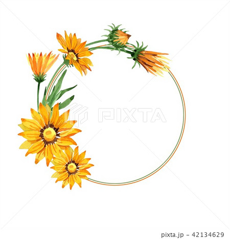 Yellow gazania flower. Floral botanical flower.Frame border ornament square. 42134629