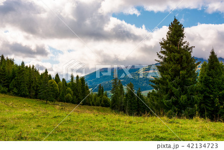 spruce forest on a grassy meadow 42134723