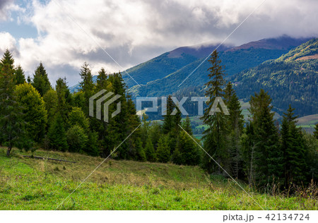 coniferous forest on a  mountain slope 42134724