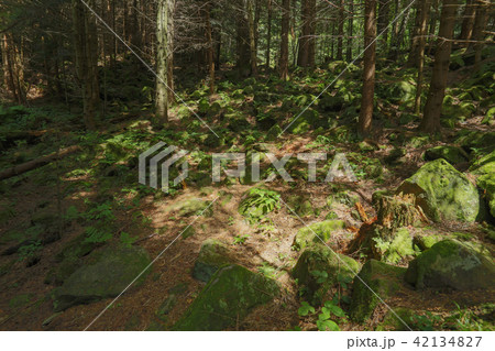 landscape Carpathians mountain forest vertex stone landscape Carpathians mountain forest vertex stone 42134827