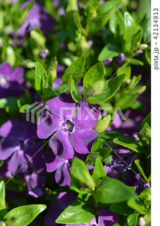 Common periwinkle Common periwinkle 42134913
