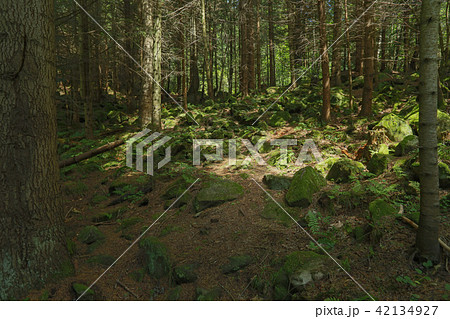 landscape Carpathians mountain forest vertex stone landscape Carpathians mountain forest vertex stone 42134927