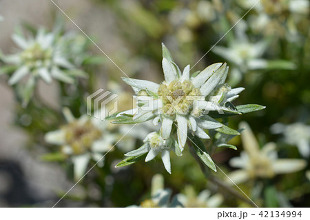 Edelweiss 42134994