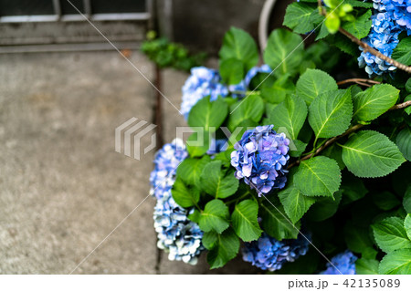 紫陽花 青 42135089