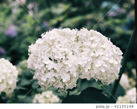 白い紫陽花 白い紫陽花 42135148