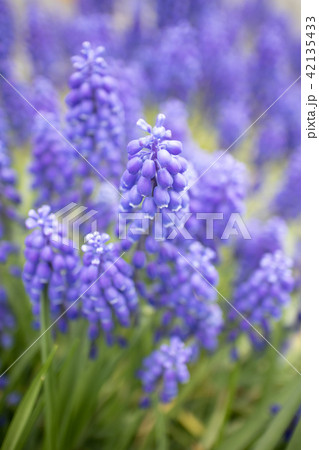 ムスカリの花 42135433