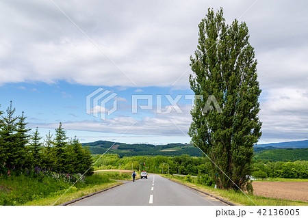 ケンとメリーの木 美瑛 42136005