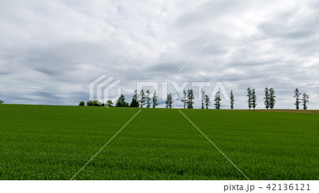 マイルドセブンの丘　美瑛 42136121