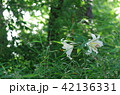 林間のヤマユリ 42136331