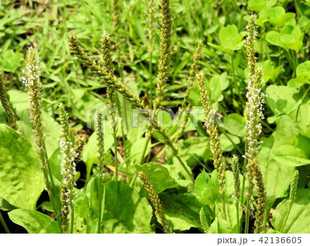オオバコの花／立川’ 42136605
