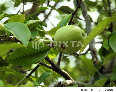 若いカリンの実/立川’ 若いカリンの実/立川’ 42136606
