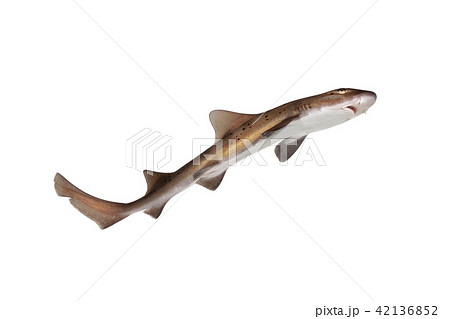 ドチザメ 42136852