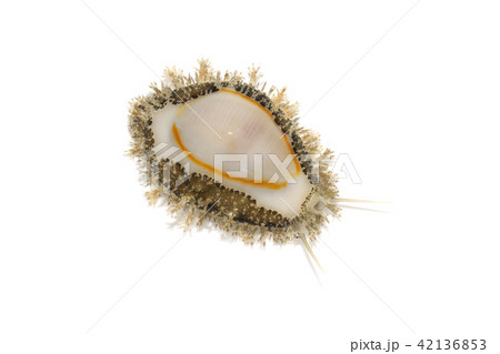 ハナビラダカラガイ ハナビラダカラガイ 42136853