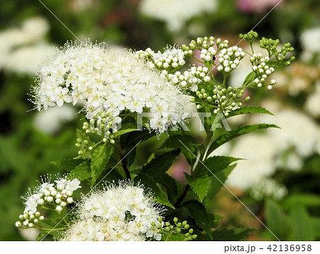 シモツケの花／立川’ 42136958
