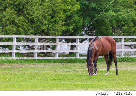 牧場の風景　初夏 42137126
