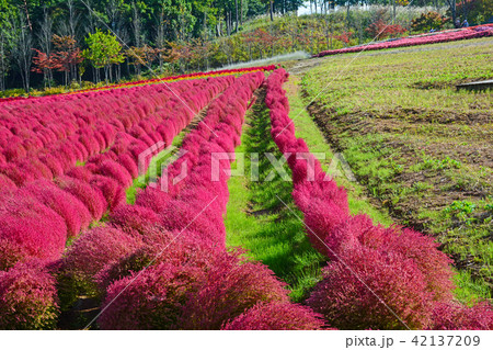 牧歌の里、紅葉したコキア(ホウキギ) 牧歌の里、紅葉したコキア(ホウキギ) 42137209