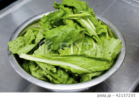 からし菜の下拵え からし菜の下拵え 42137235