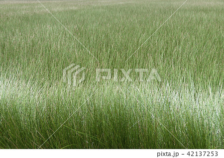 ビーグ（イ草）畑 42137253