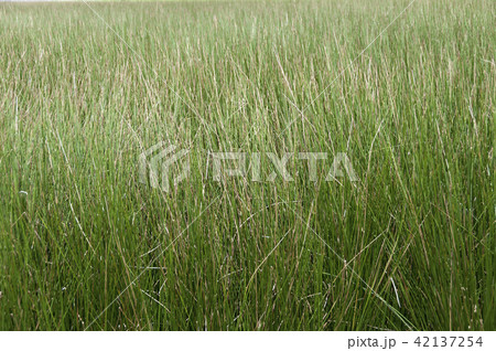 ビーグ（イ草）畑 42137254