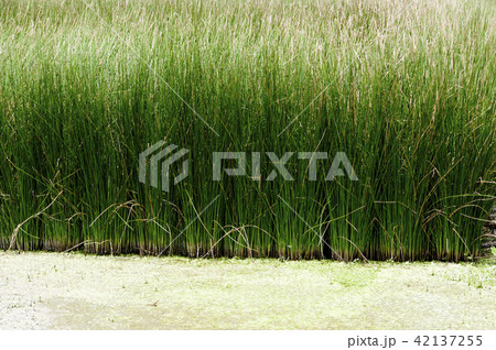 ビーグ（イ草）畑 42137255