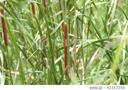 ヒメガマの穂 42137256