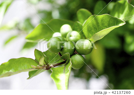 キダチイヌホオズキの青い実 42137260