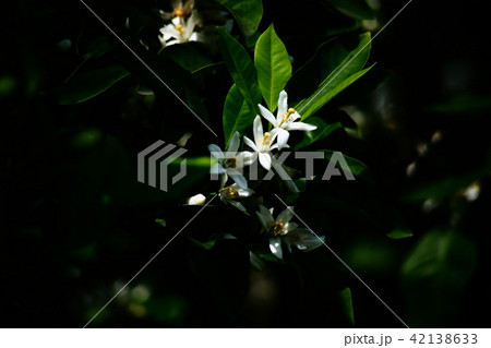 温州みかんの花 温州みかんの花 42138633