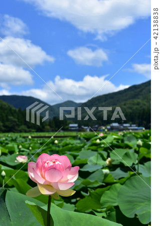 はす　ミセスローカム 42138838