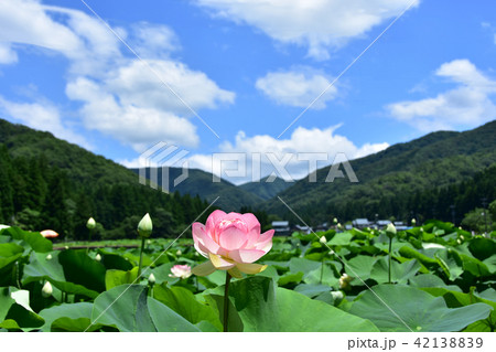 はす　ミセスローカム 42138839