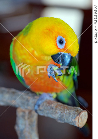 ナナイロメキシコインコ ナナイロメキシコインコ 42139307