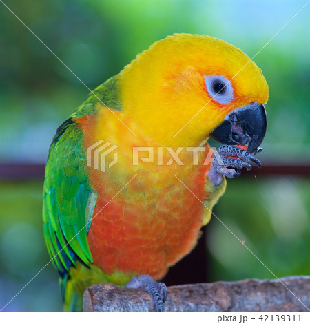 ナナイロメキシコインコ 42139311