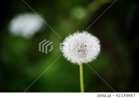 綿ぼうし 綿ぼうし 42139667