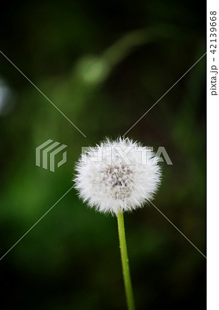 綿ぼうし 綿ぼうし 42139668