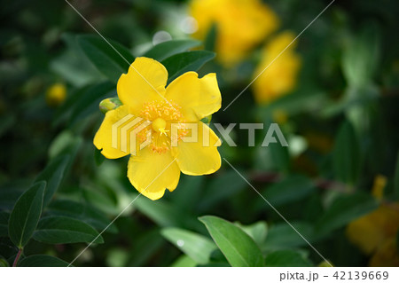 ヒペリカム ヒペリカム 42139669