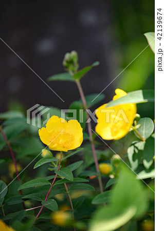 ヒペリカム ヒペリカム 42139674