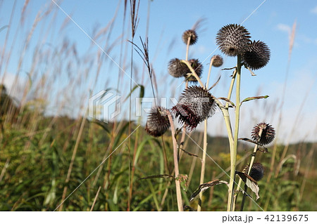 ハバヤマボクチ ハバヤマボクチ 42139675