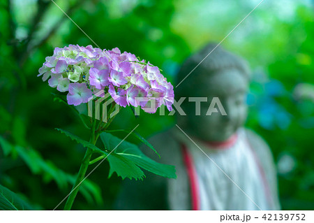 京都府福知山市真言宗観音寺で撮影した紫陽花 42139752