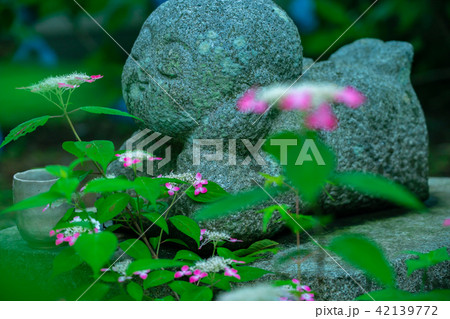 京都府福知山市真言宗観音寺で撮影した紫陽花の写真素材