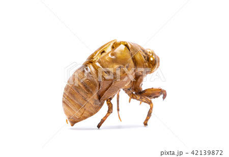 Insect life cycle Moult of Cicada Insect life cycle Moult of Cicada 42139872