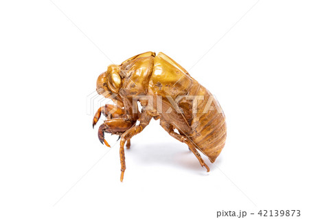 Insect life cycle Moult of Cicada 42139873