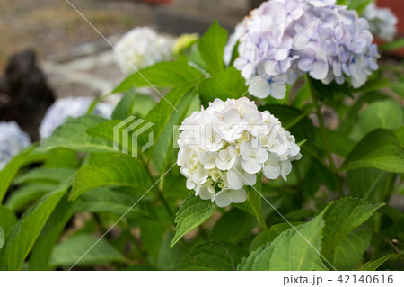 紫陽花 42140616
