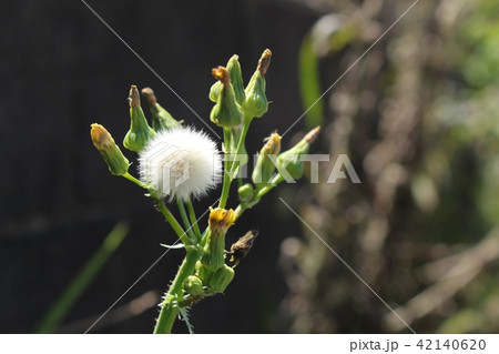 野襤褸菊 野襤褸菊 42140620