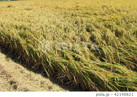 刈り入れ間近の田んぼ 42140621