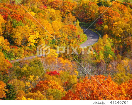 紅葉の森を貫く道路 42140704