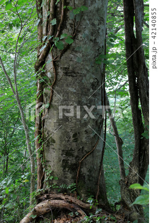ブナの大木ー要害山　福島県只見町 42140855
